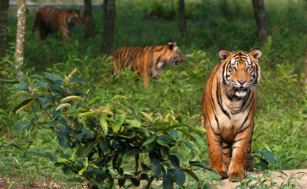 Sundarbans National Park - Best Place to Visit in West Bengal